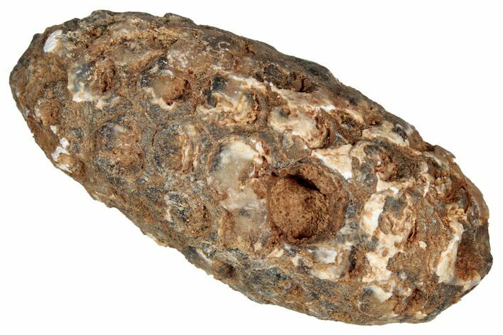Fossil Cycadophyte Seed Cone - Boujdour, Morocco #349134